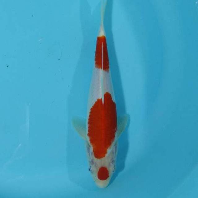 Kohaku