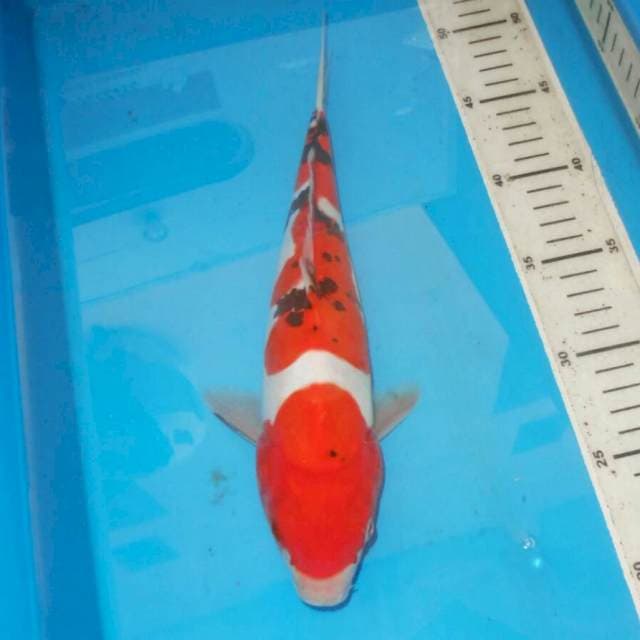SANSHOKU