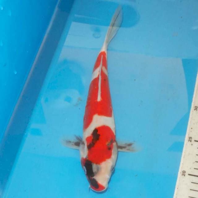 MOTOGORO SHOWA DOIT