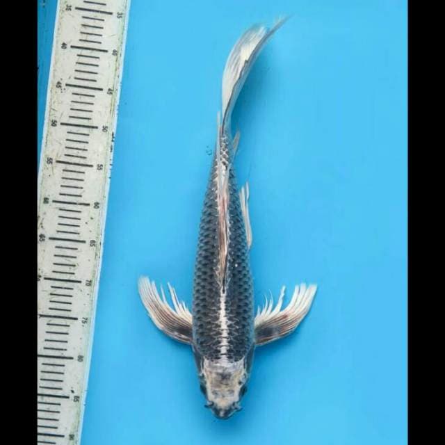Kumpay Matsuba No Bocor - 50cm Male