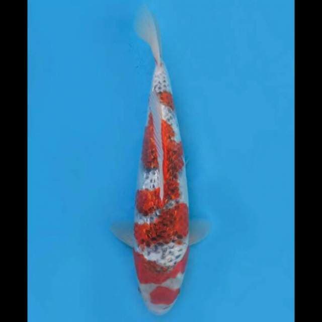 35cm Male - Super Goshiki Ginrin Sakura Original