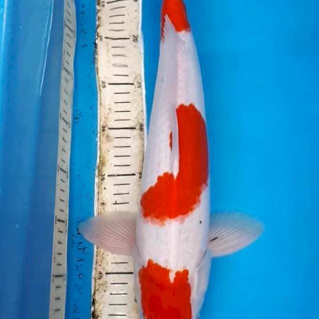 SANKE TATEGOI 45 CM