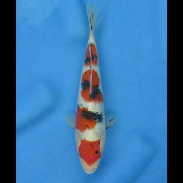 23cm Male - Taisho Sanke Pola Mewah