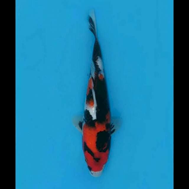 26cm Male - Jumbo Tosai Showa Halus