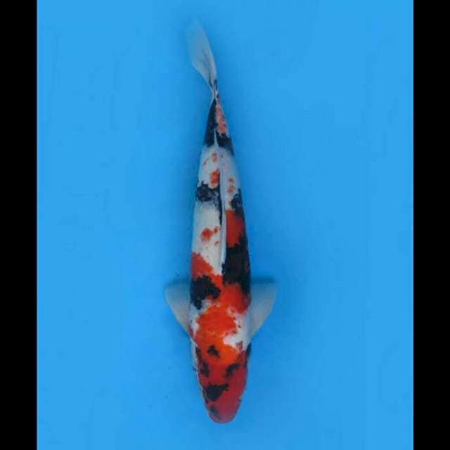 54cm Male - Showa Jumbo F1