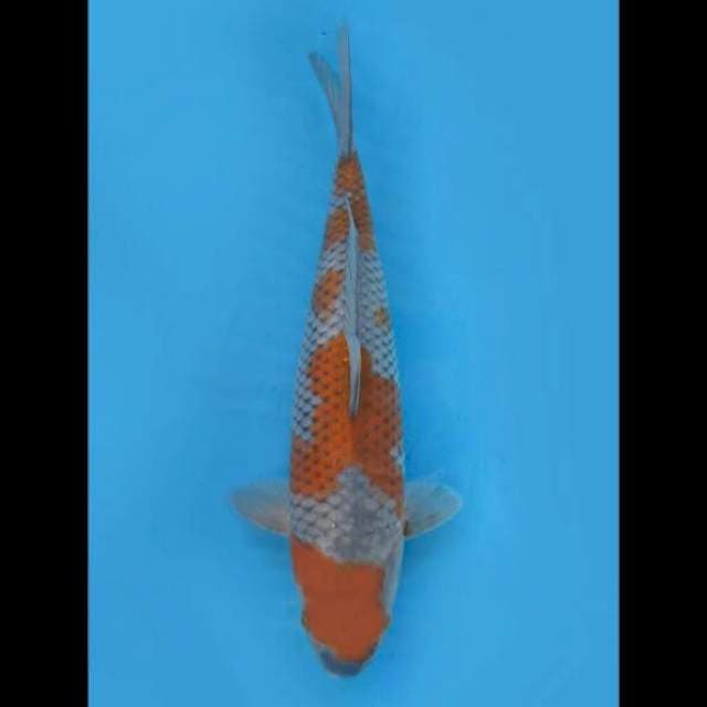 40cm Female - Jumbo Tosai Ochiba Sq