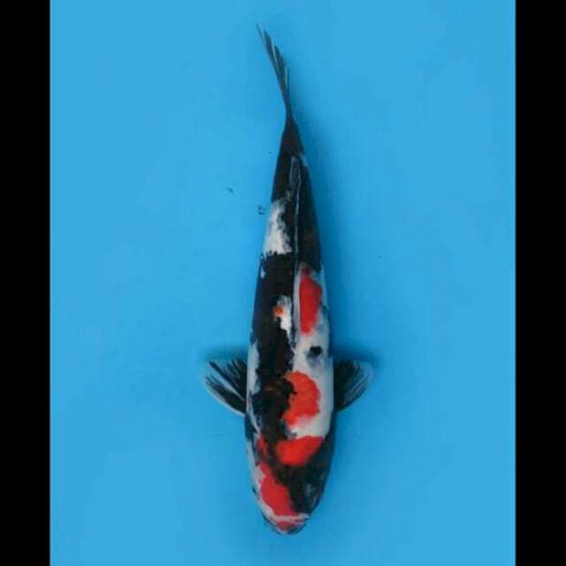 42cm Male - Showa Sanshoku Strong