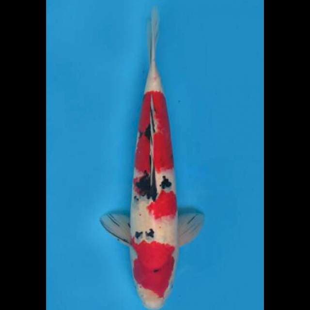 47cm Male - Jumbo Red Sanke F1