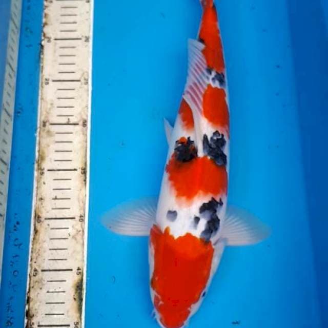 SANKE 41 CM