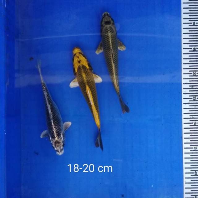 HDKOI