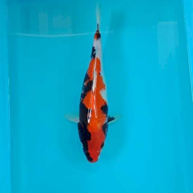 SHOWA 29 CM