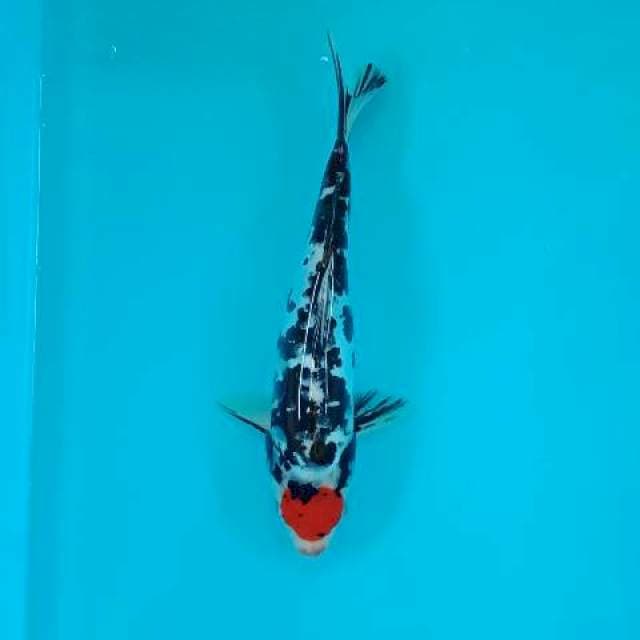 TANCHO SHOWA 25 CM