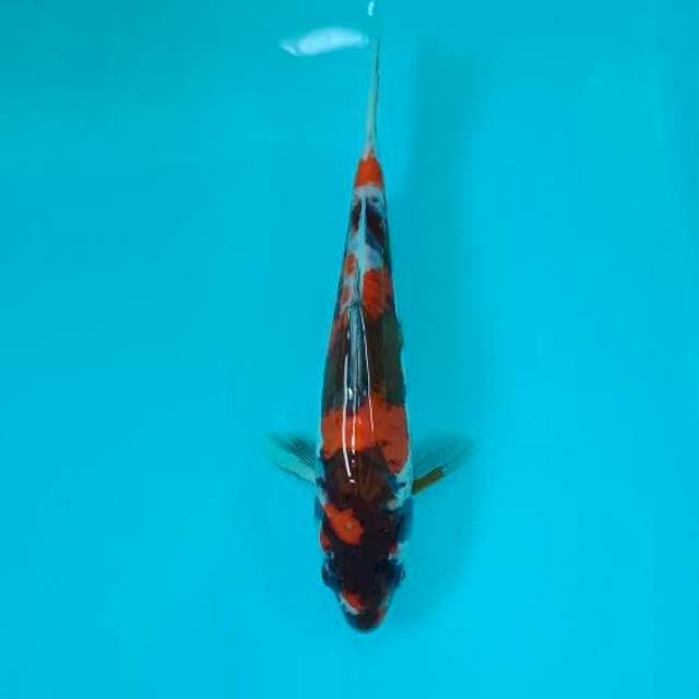 SHOWA DOITSU 21 CM