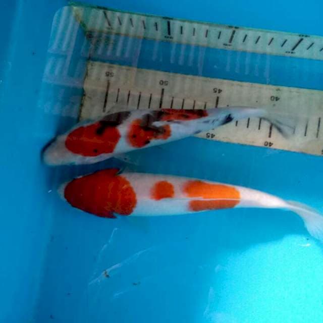 Mix koi 24cm