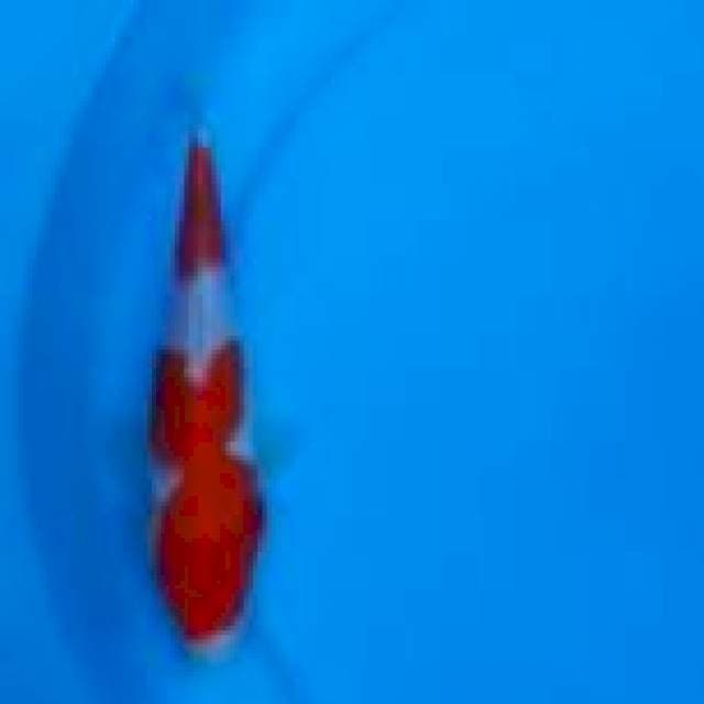 20CM - KOHAKU
