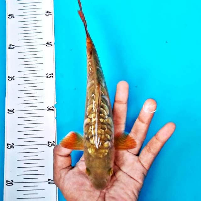 ARAGOKE GINRIN #25CM