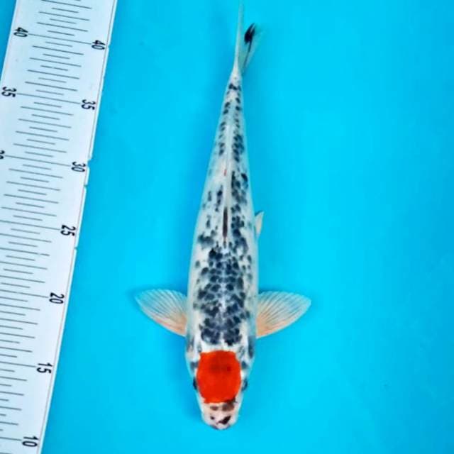 Tancho*30cm