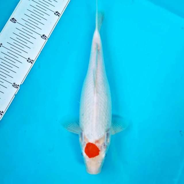 Original Tancho* 30cm