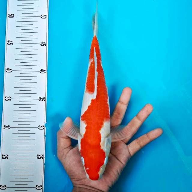 Kohaku Inazuma 30cm