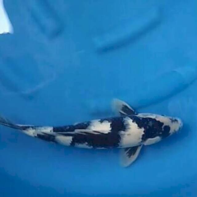 Shiro Utsuri CaloN Juara π