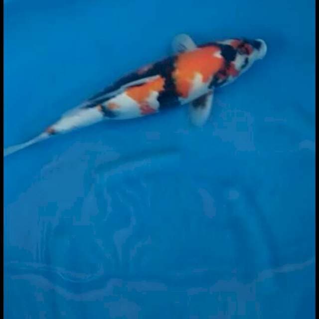 Showa Sanshoku