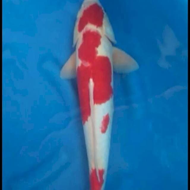 Jumbo Red Kohaku Doitsu ๐