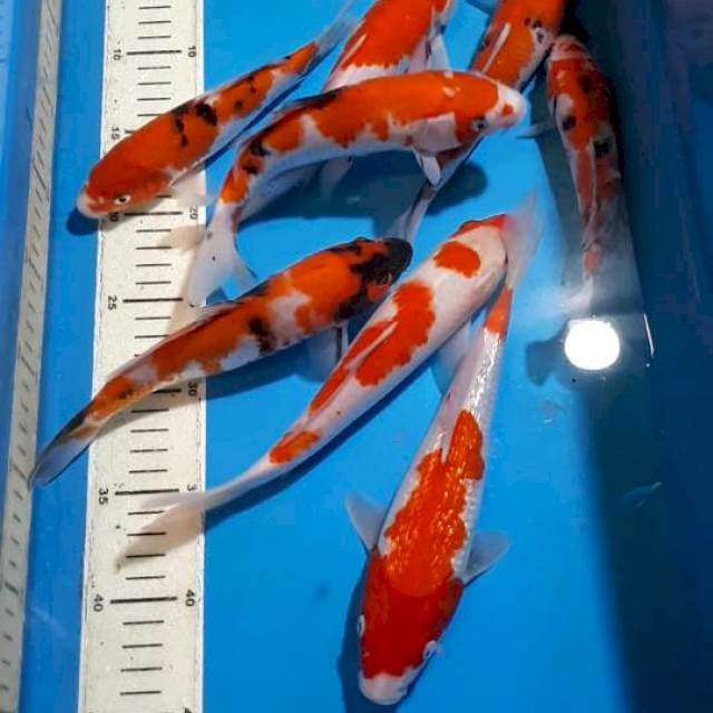 MIX KOHAKU SHOWA SANKE 19 SAMPAI 25 CM