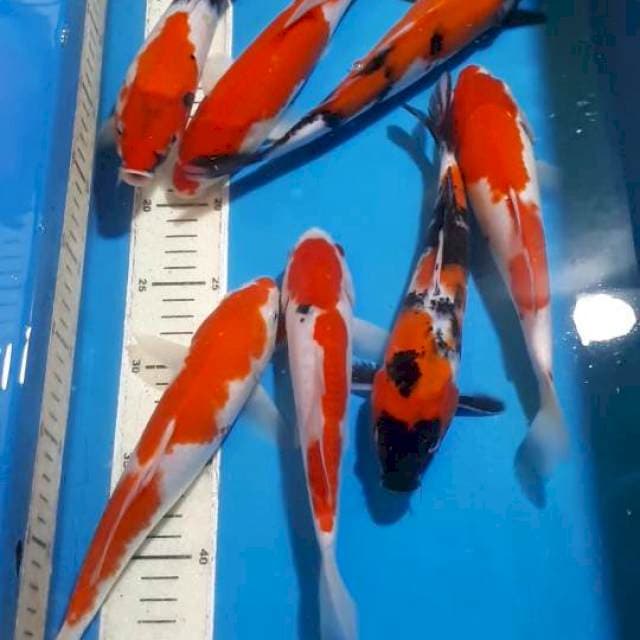 MIX KOHAKU SANKE SHOWA 23 SAMPAI 26 CM