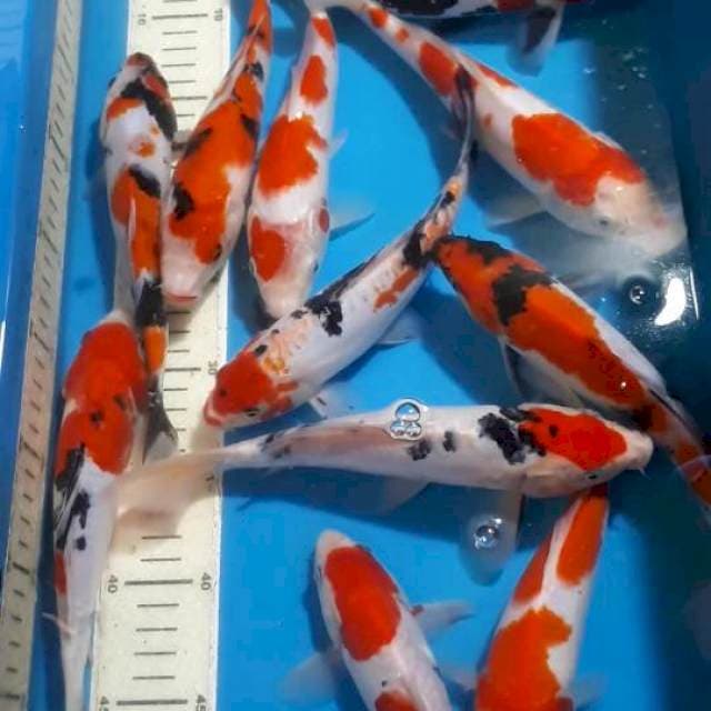 MIX SHOWA SANKE KOHAKU SIZE 22 SAMPAI 24 CM