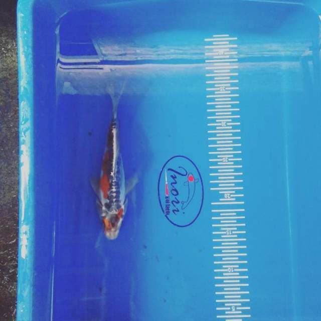 Susui 21cm
