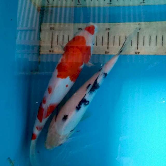 Mix koi 23cm