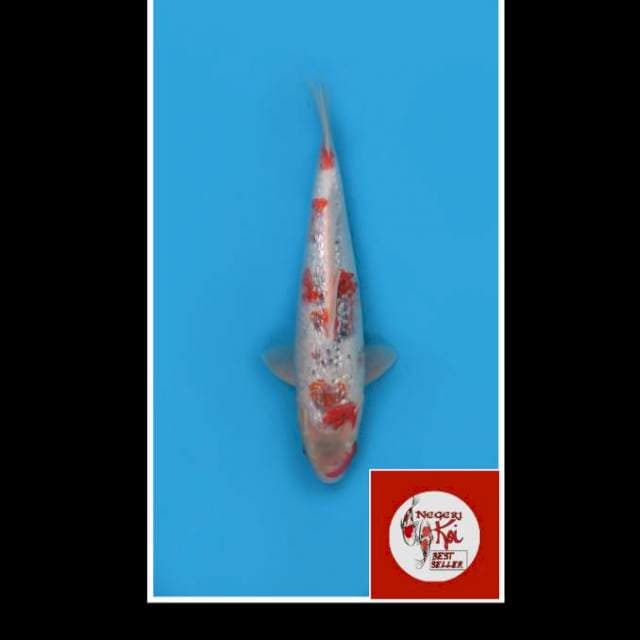 38cm - Male - Jumbo Goshiki Ginrin