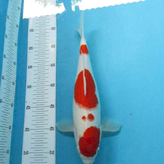 Kohaku super