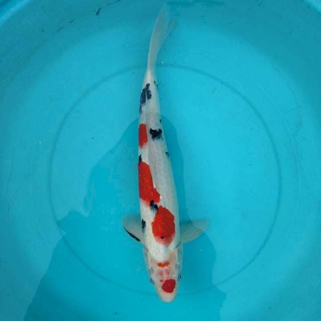 38cm Maruten Sanke ( M )