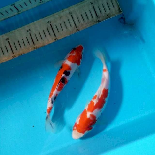 Mix koi 22 23cm