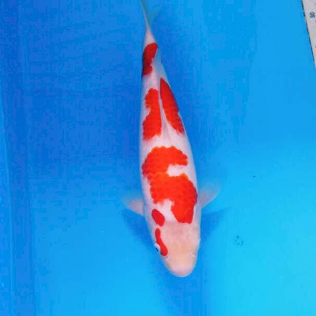 Kohaku Bulky