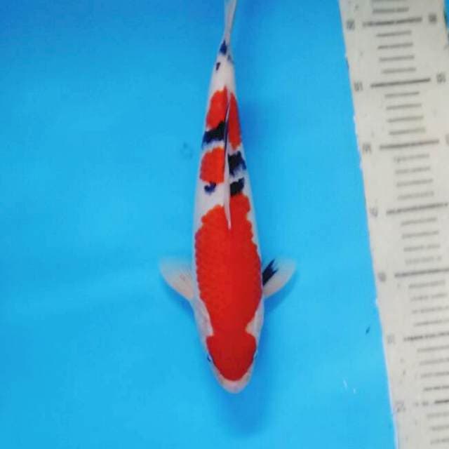 Taisho Sanshoku