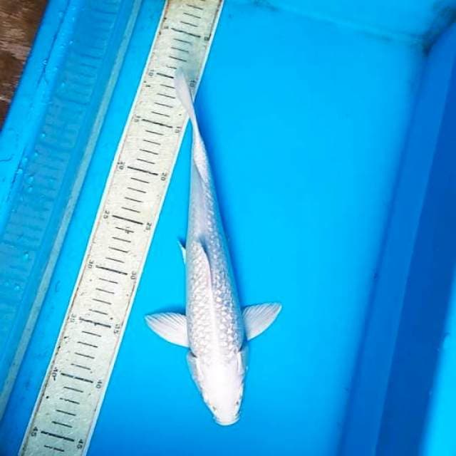Platinum Gindrin 32cm