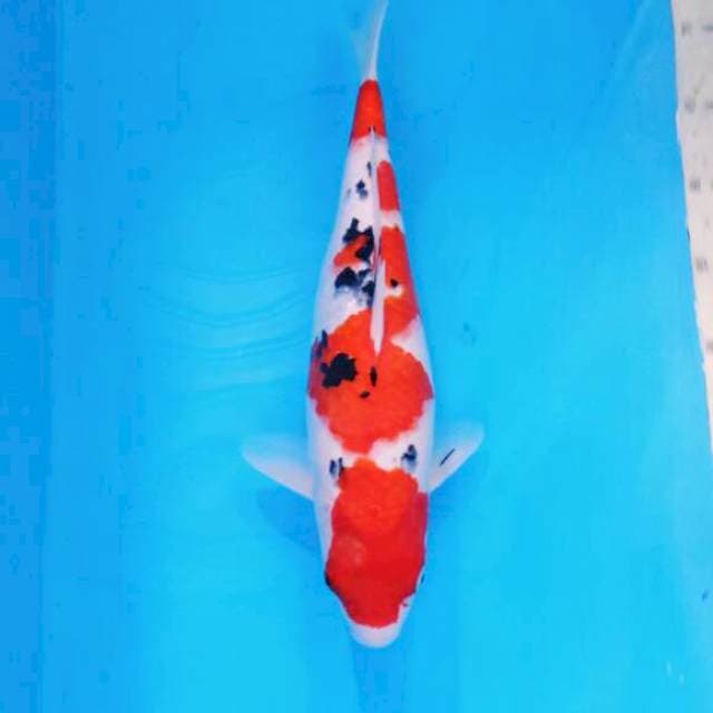 Jumbo Yondan Taisho Sanshoku
