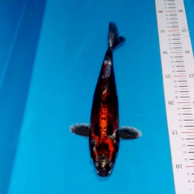 ASELI ANTIK 26CM