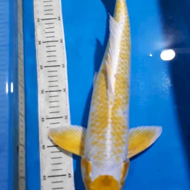 HARIWAKE 50 CM