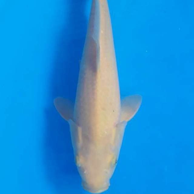 Karashi Dainichi
