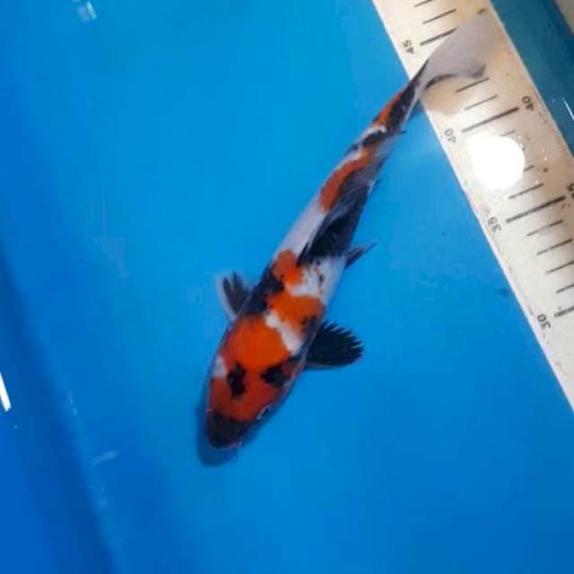 SHOWA 23 CM