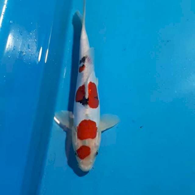 SANKE DOITSU 23 CM