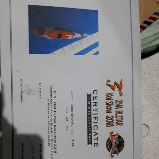 SANKE 27 CM F1 SERTI JUARA 3
