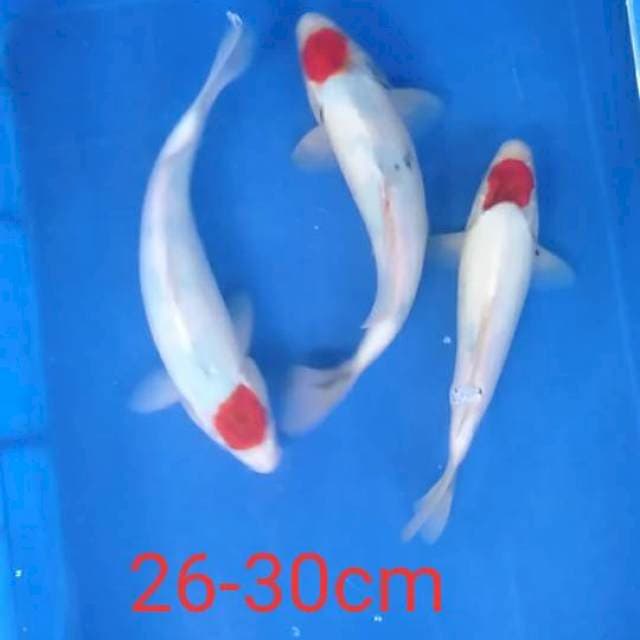 tancho