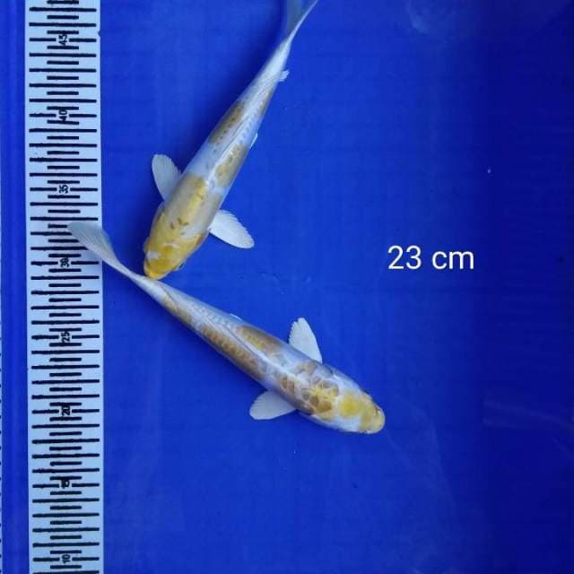 HDKOI