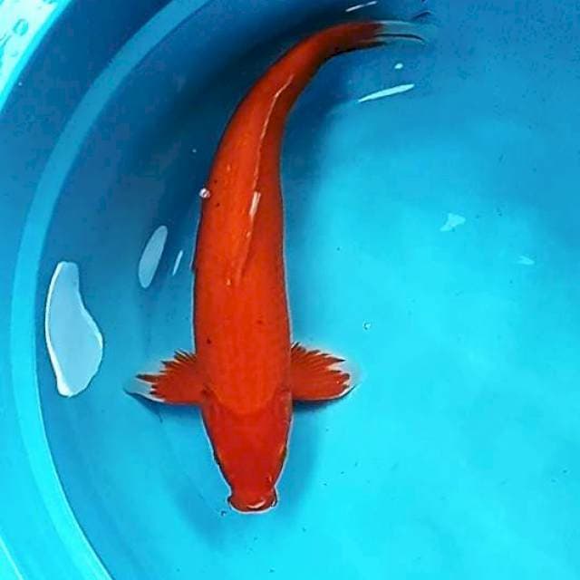 AKA HAJIRO JUMBO #42CM