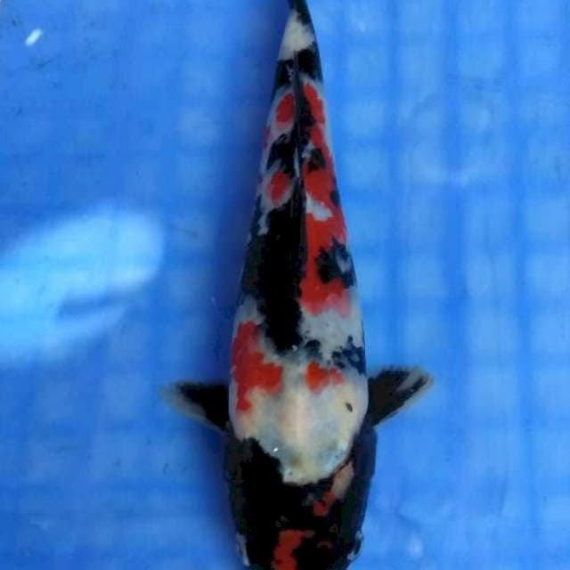 Maruten