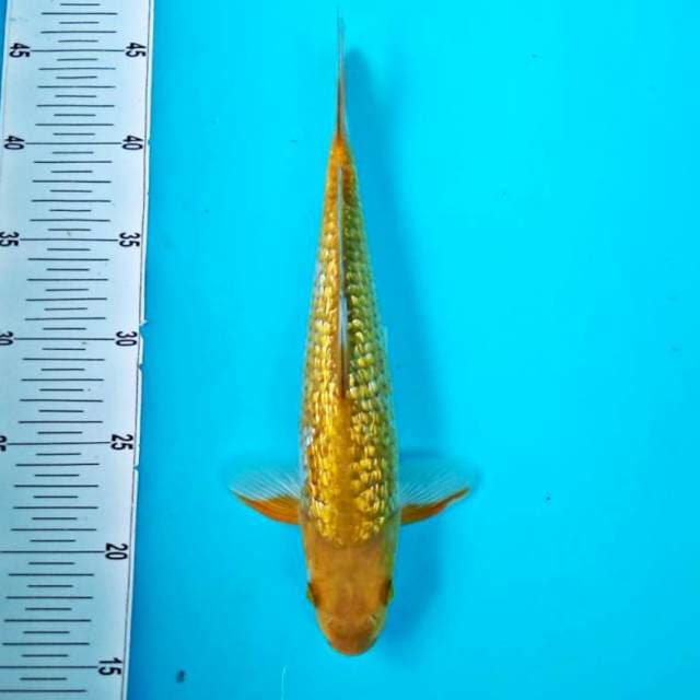 Chagoi ginrin* 28cm